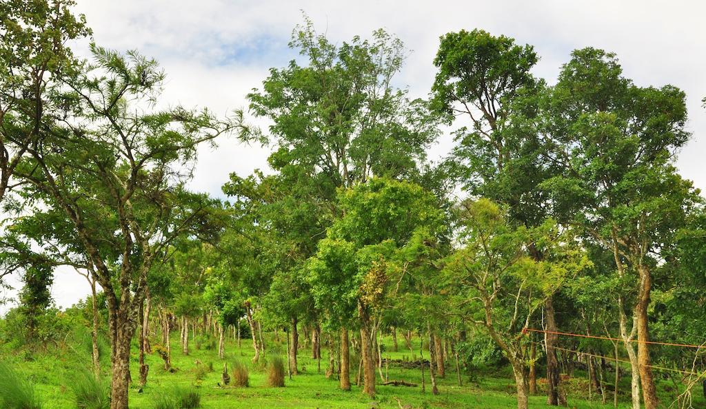 Punarjani Ayurvedic Resorts Ramakkalmedu Экстерьер фото